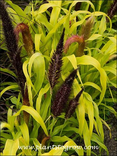 Nice contrast betwen the pollenless brown flower head and the yellow foliage.